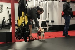 Wolf working the room